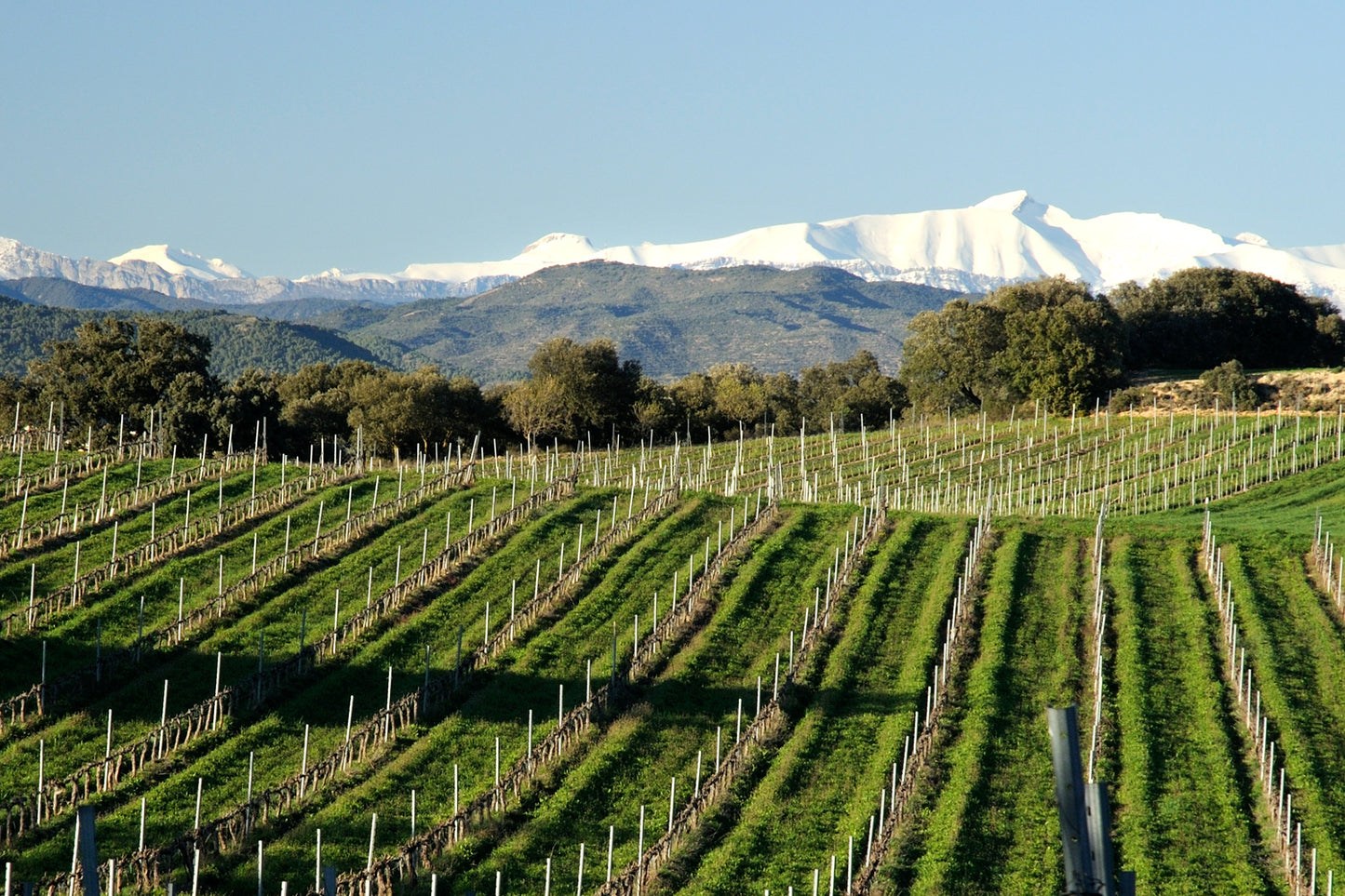 Experiencia en eBike por las Rutas del Vino del Somontano