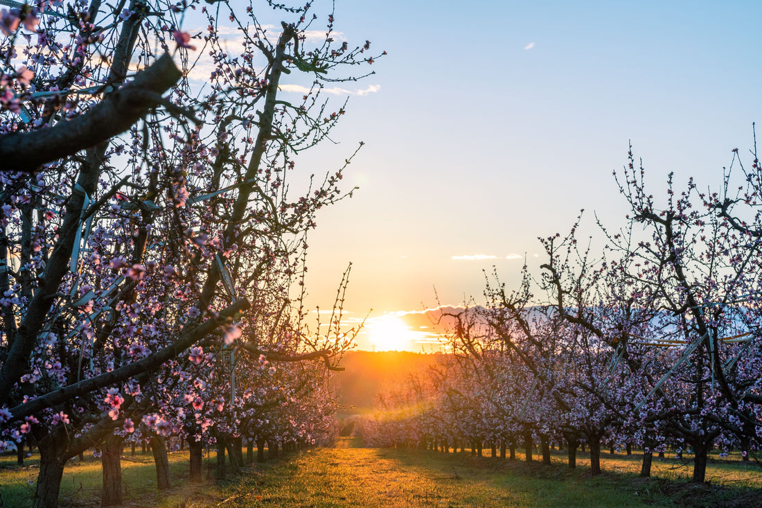 🌸 Las mejores rutas para disfrutar de la floración en bicicleta en el Somontano y Cinca Medio